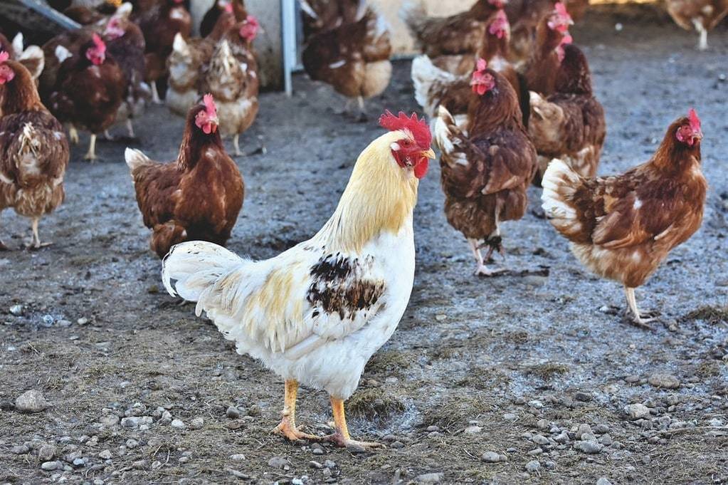 Comment se lancer dans un élevage de poules ?