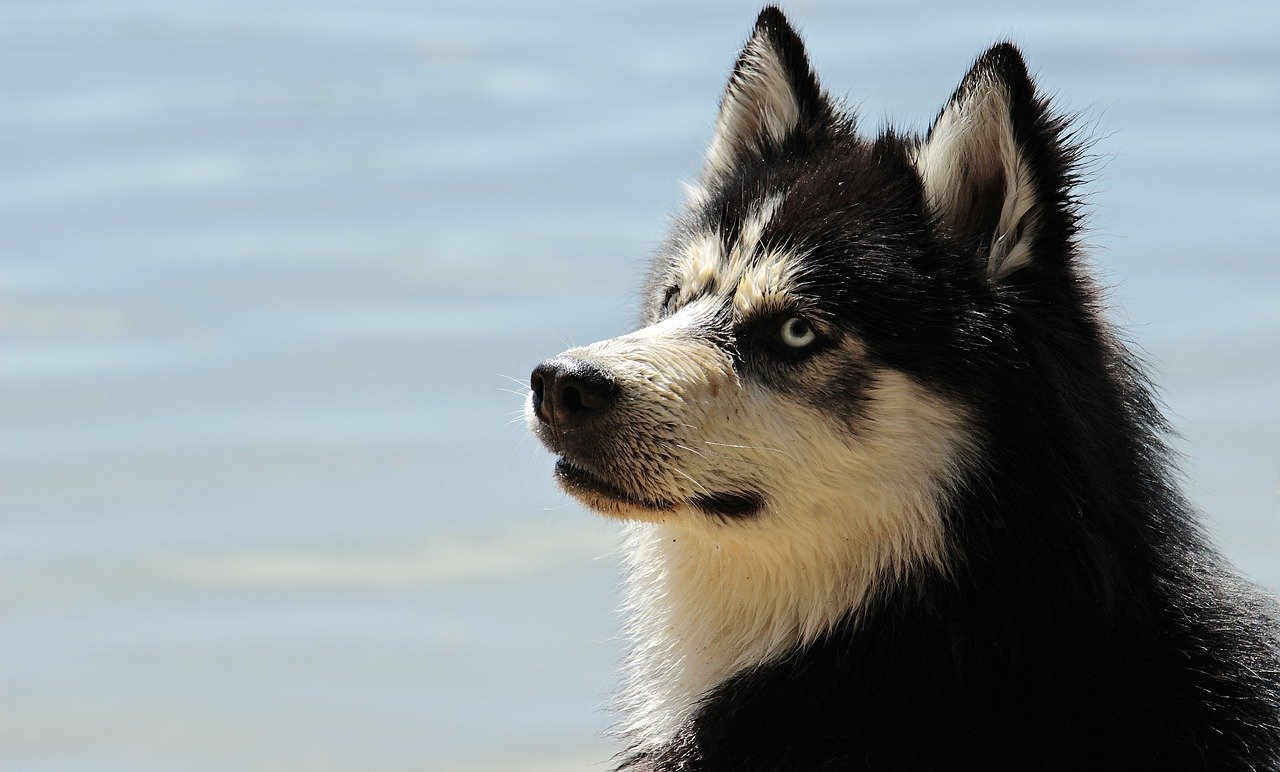 Les avantages de la mutuelle pour chien