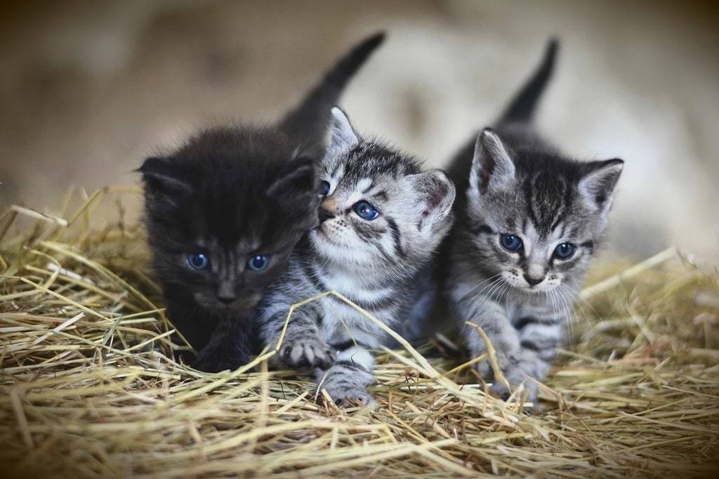 Pourquoi l'éducation à la litière est essentielle pour votre chat ?