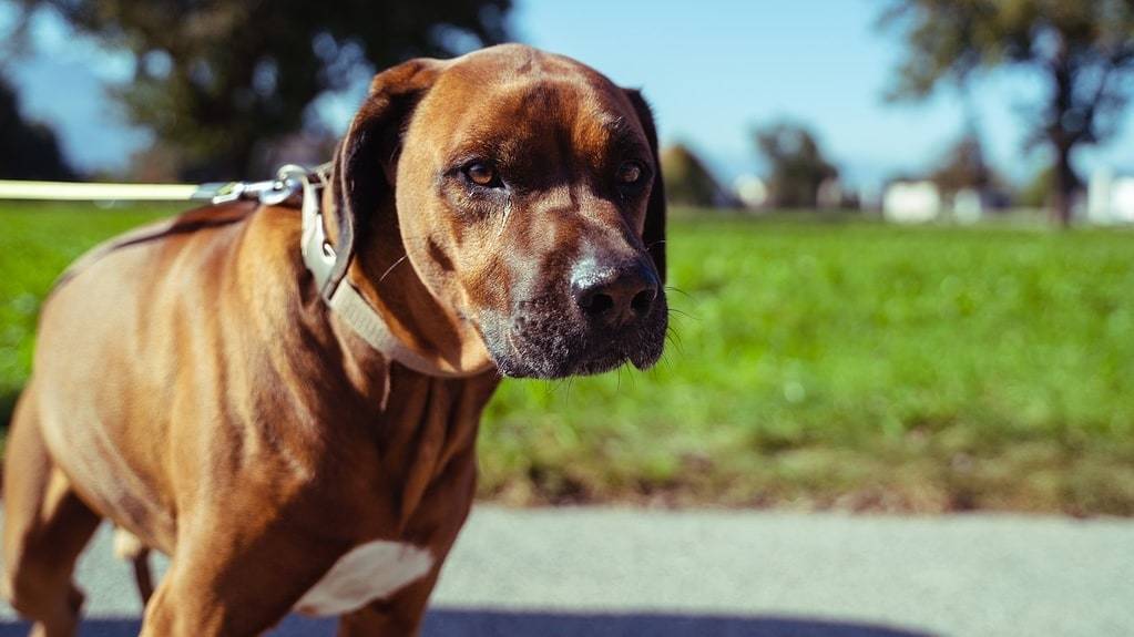 Les responsabilités légales en cas de dommages causés par un animal
