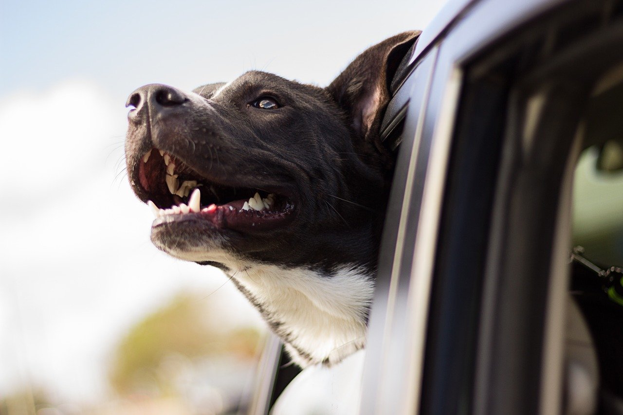 Comment protéger son chien contre les vers digestifs ?